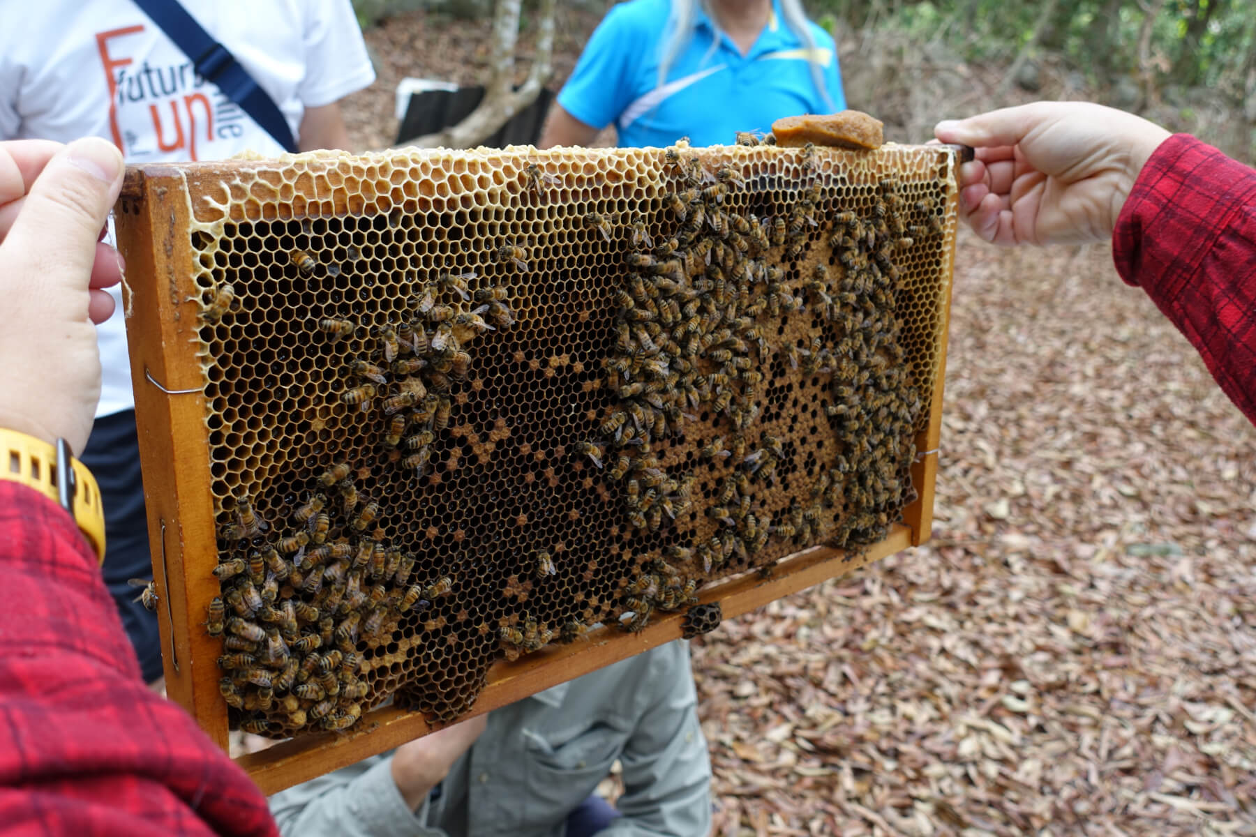 蜂兒舞春風－休閒養蜂與應用